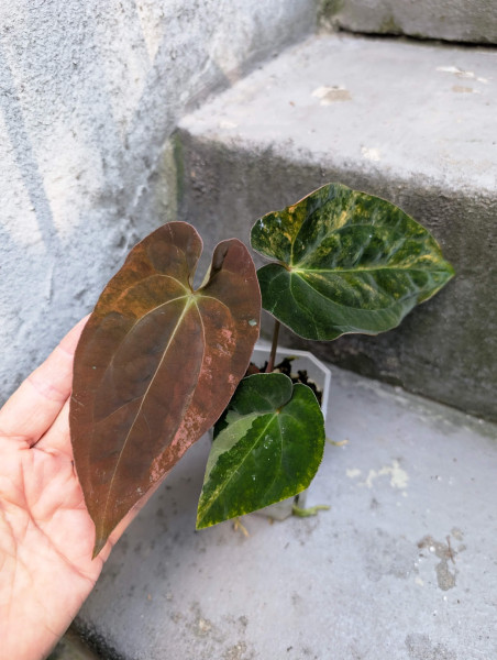 Anthurium papillilaminum variegata x antolakii / BVEP - D