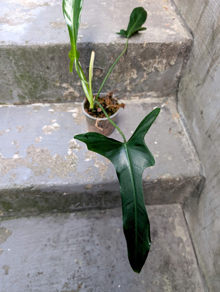 Philodendron longilobatum 'lelano miyano' - B