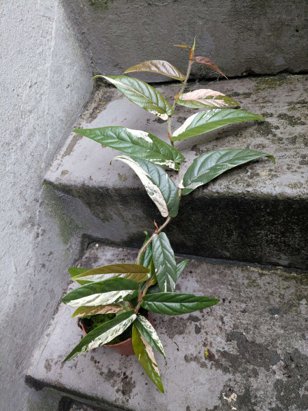Ficus sagittata pink variegata - A