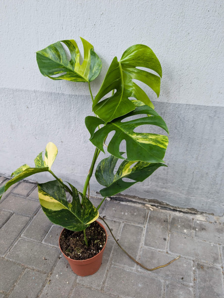 Monstera aurea variegata - F