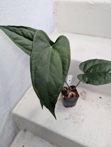 Anthurium sp napo x crystallinum - B