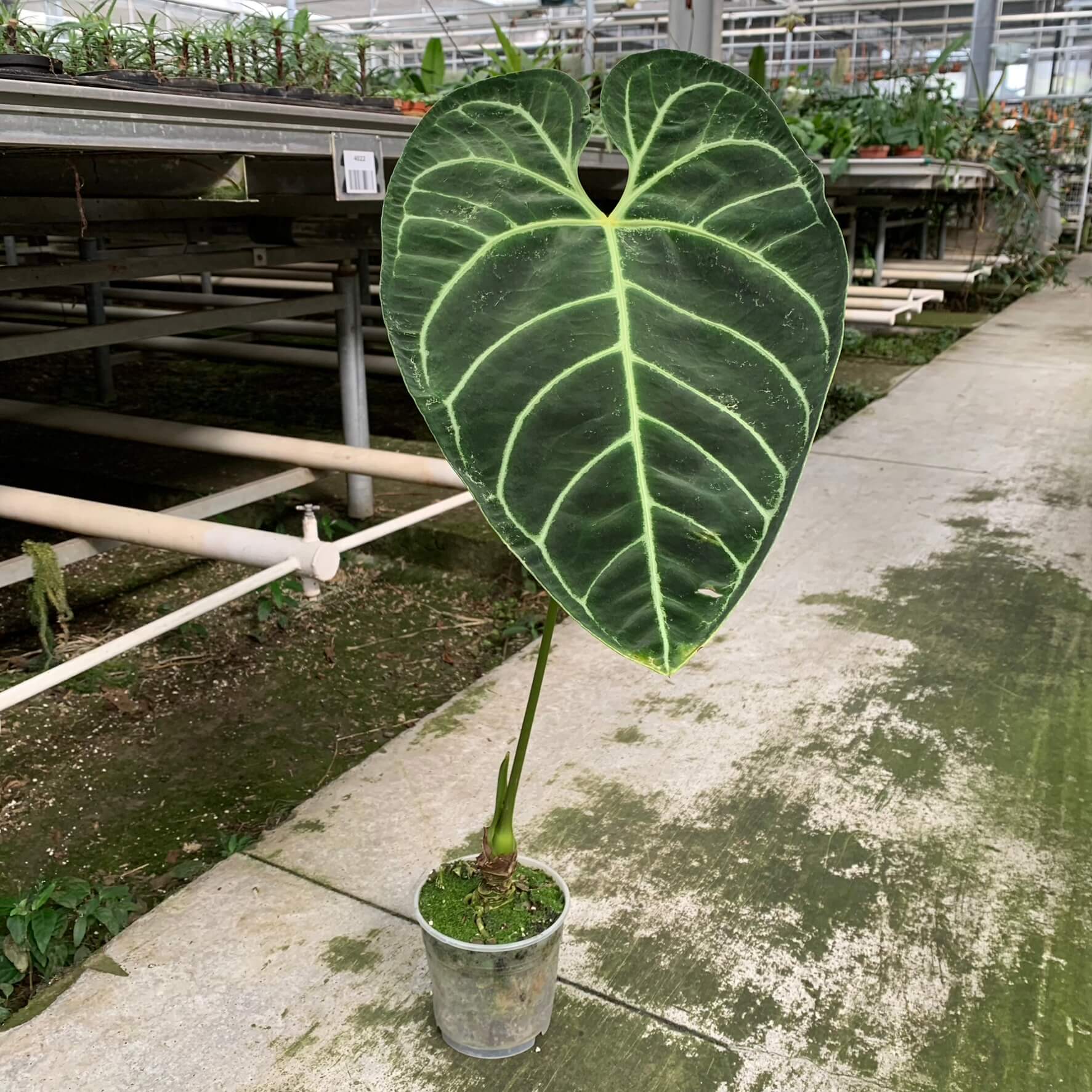 Anthurium regale - big | Anthurium | Plants | We Love Aroids