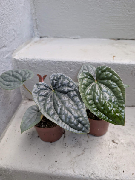 Anthurium luxurians silver