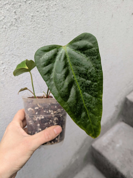 Anthurium papillilaminum Red Stem - 2 stems - B