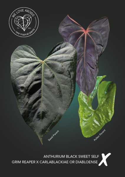Anthurium Black Sweet self x carlablackiae or diabloense (both possible)
