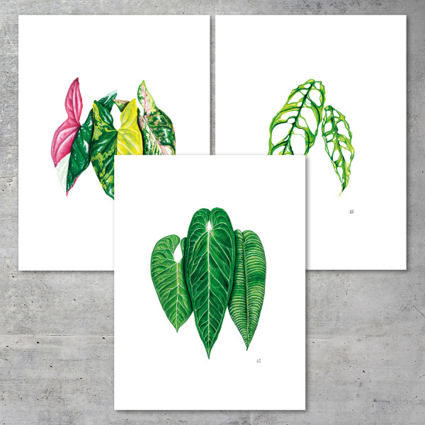 Pack of 3 – 30x40 all Prints - We love Aroids x JB Botanical Arts