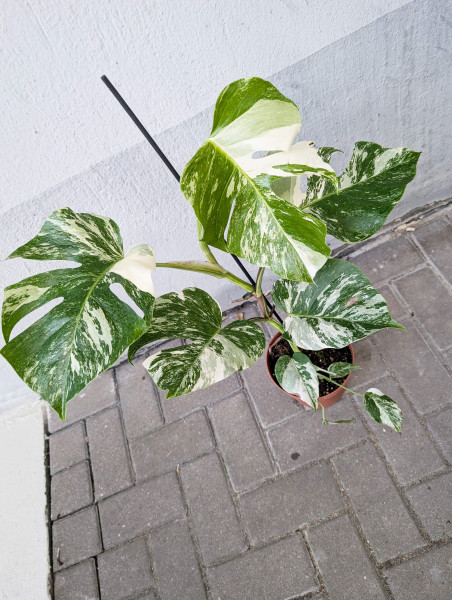 Monstera variegata - D