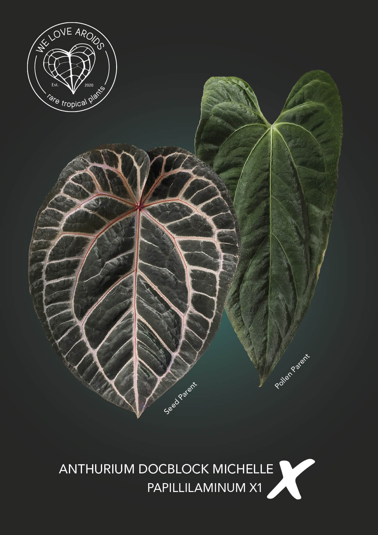 Anthurium Michelle x papillilaminum X1 | Anthurium | Plants | We
