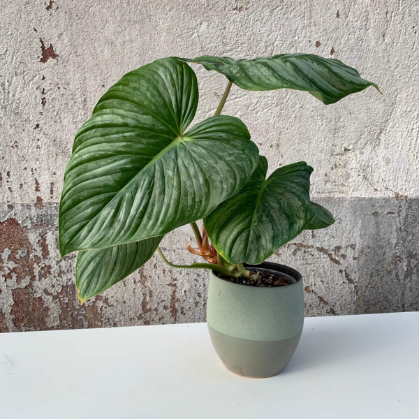 Philodendron mamei silver - D