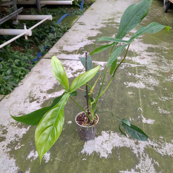 Philodendron 68696