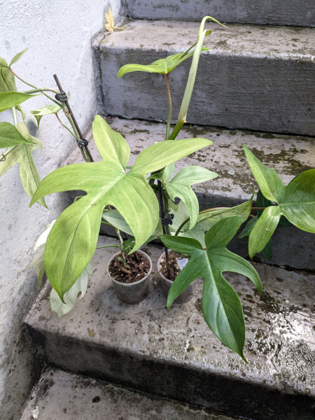 Philodendron Florida Ghost