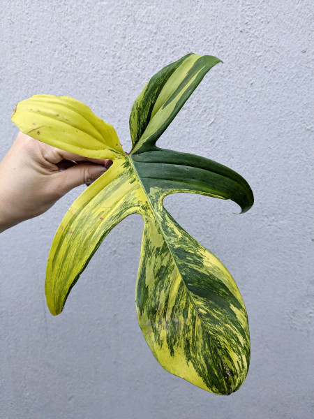 Philodendron Florida Beauty - Stem cutting - B