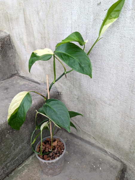 Monstera laniata variegata - A