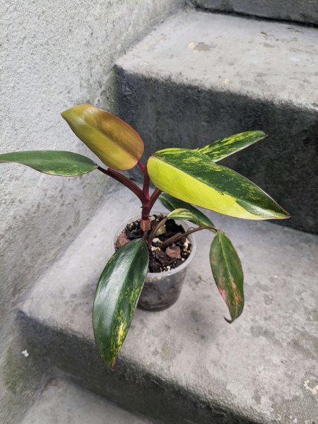 Philodendron Strawberry Shake medium - A