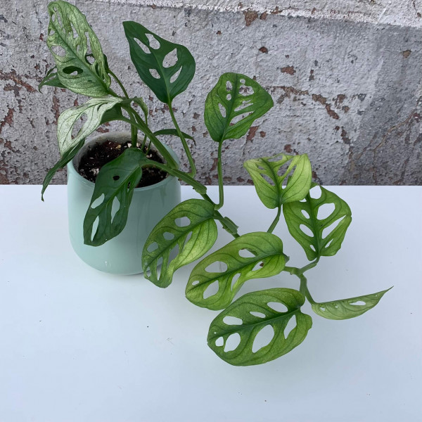 Monstera adansonii „swedish ghost“ C1 variegated Plants Plants We Love Aroids