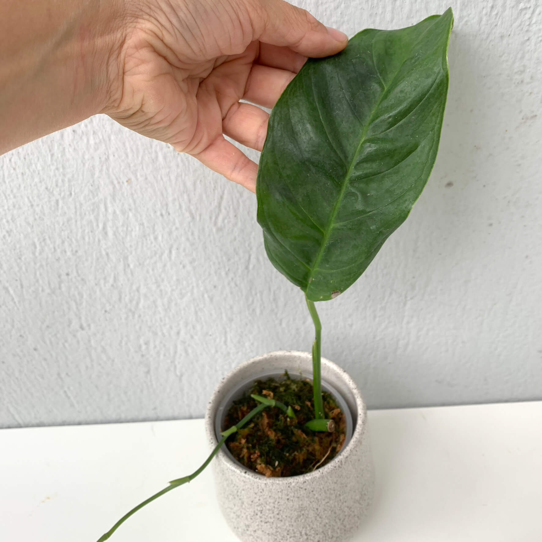 Retailer Philodendron subhastatum 'Tamarindo'