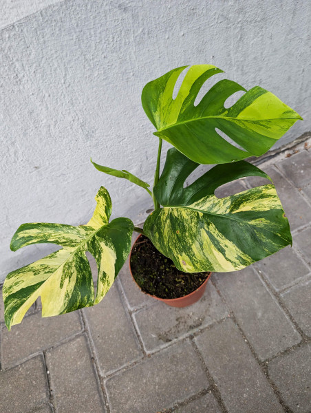 Monstera aurea variegata - B