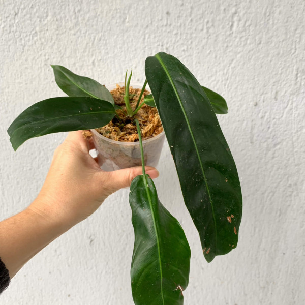 Philodendron patriciae - small