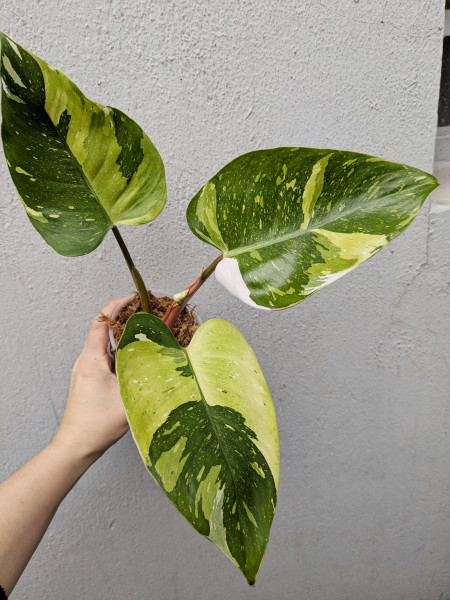 Philodendron White Princess tricolor - B