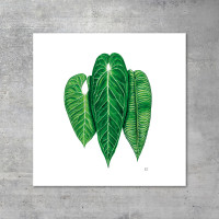 We love Aroids x JB Botanical Arts „ANTHURIUM TRIO“ 30x30cm - 300g fine art print