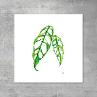 We love Aroids x JB Botanical Arts „OBLIQUA“ 30x30cm - 300g fine art print