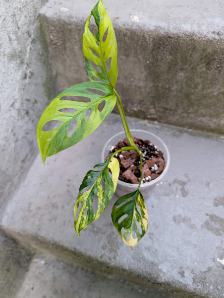 Monstera spp laniata aurea variegata - B