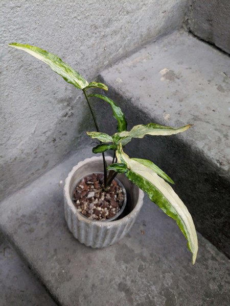 Syngonium Little Star variegata narrow - B