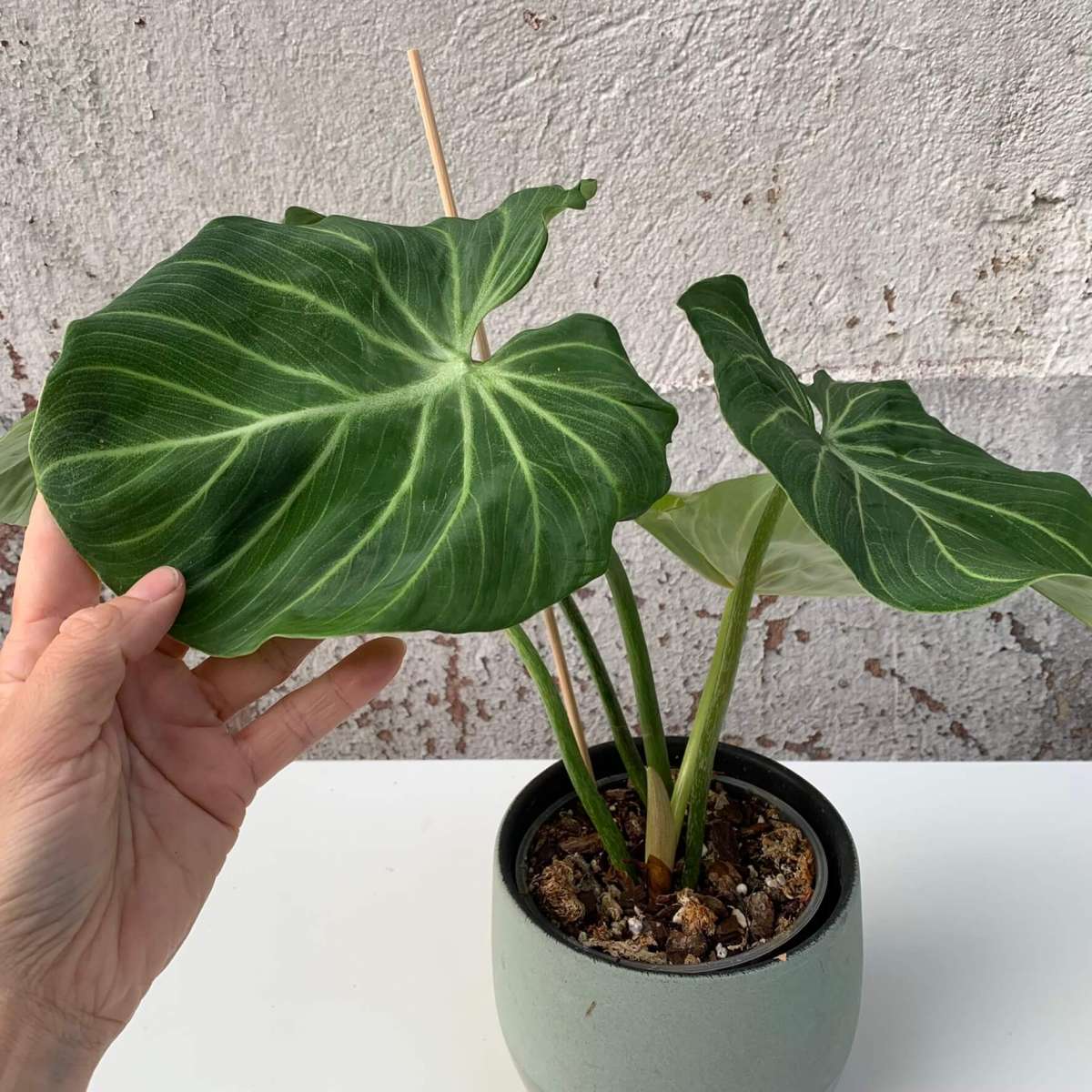 Philodendron gloriosum „white veins“ - C | Philodendron | Plants | We ...