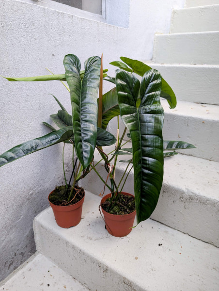 Philodendron Felix