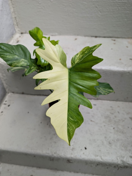 Philodendron Florida Beauty x mayoi