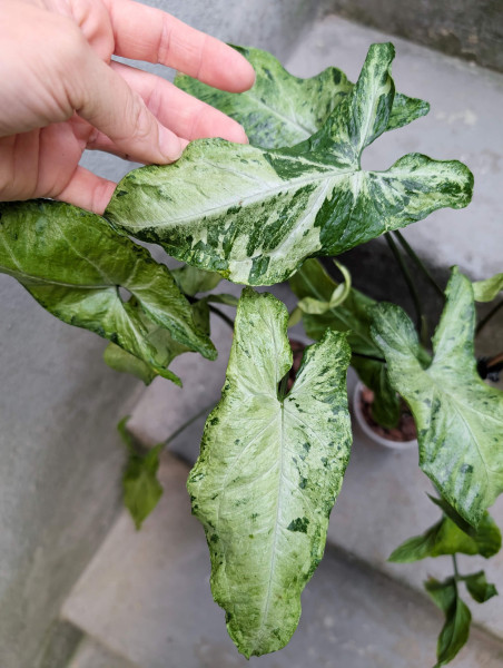 Syngonium Green Freckles Mutation