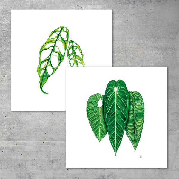 Pack of 2 – 30x30 - 2 Prints of your choice - We love Aroids x JB Botanical Arts