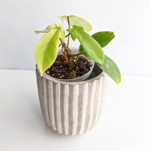 Philodendron Florida Ghost - Babyplant