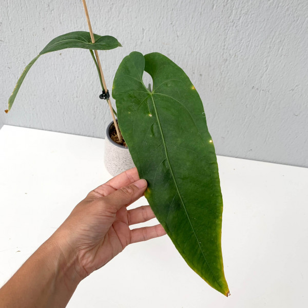 Anthurium ecuadoriensis