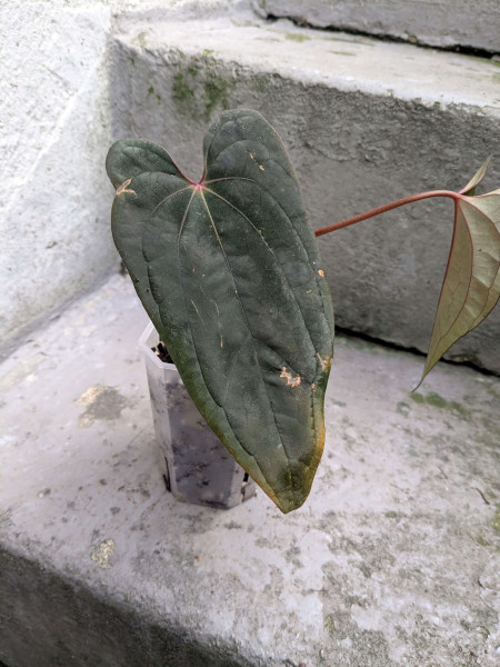 Anthurium RVDP x dressleri