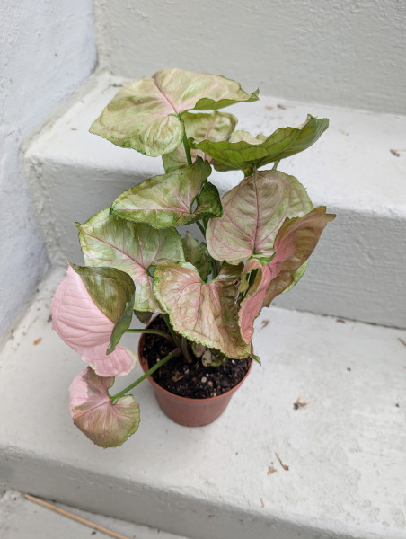 Syngonium Strawberry Ice - A
