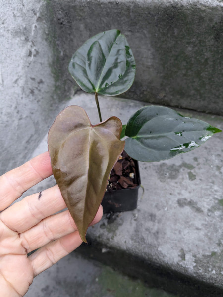 Anthurium sp napo x crystallinum - selected Seedling A