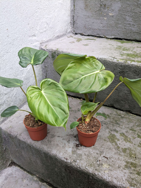 Philodendron MC Dowell - small