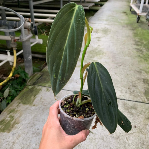 Philodendron gigas - A