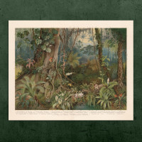 Botanischer Vintage Druck „RAINFOREST FAUNA“ 24x30cm