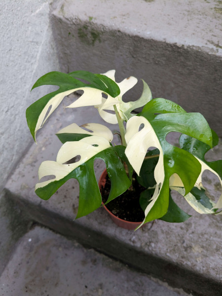 Rhaphidophora tetrasperma variegata 'halfmoon' - E