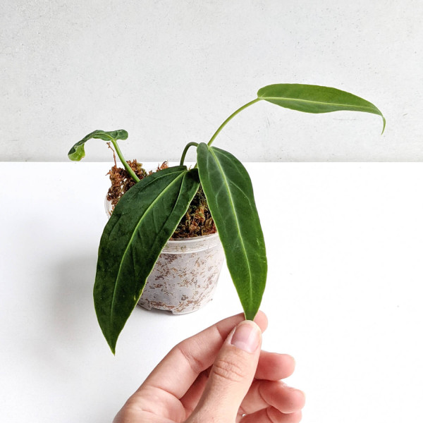 Anthurium warocqueanum – Babyplant