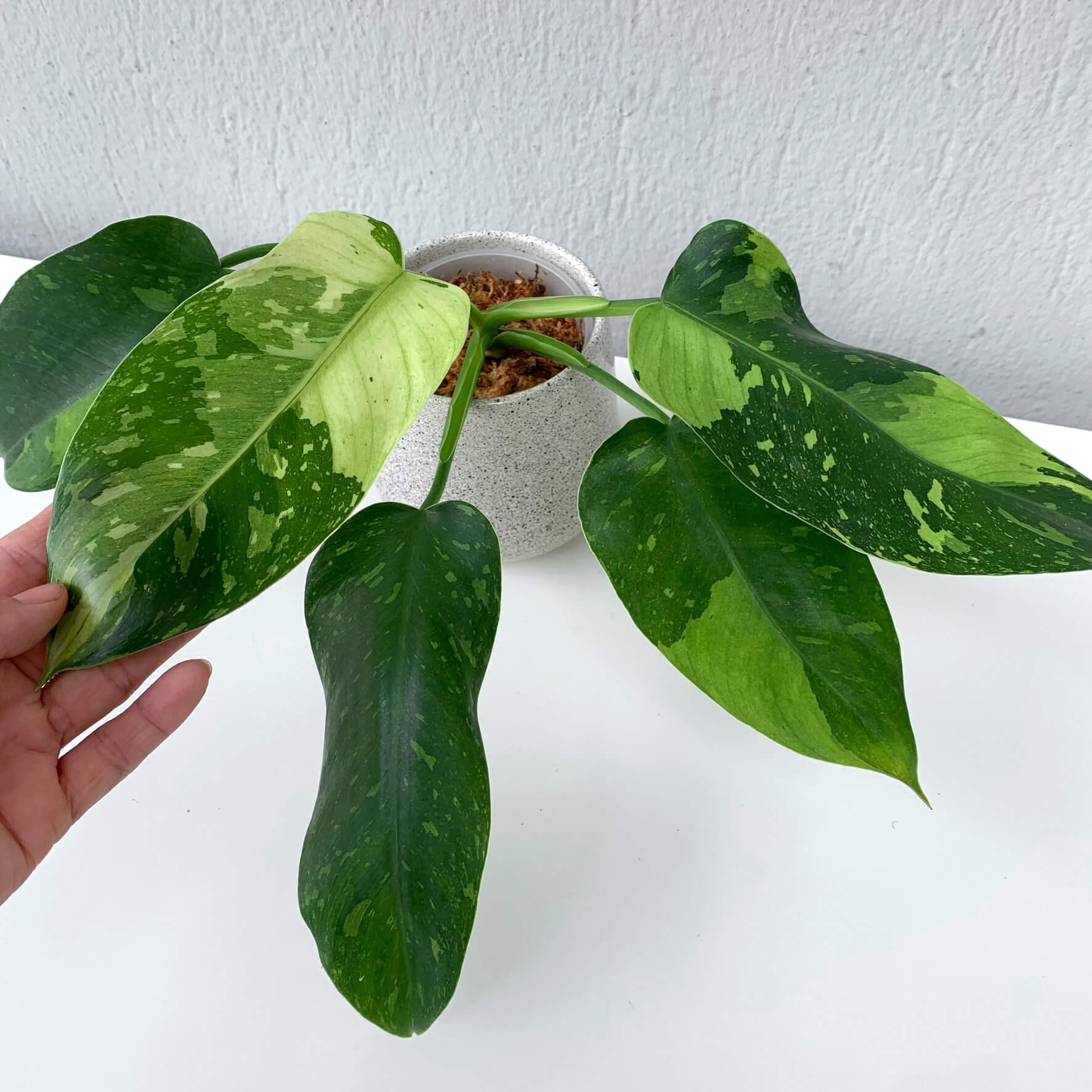 Philodendron Jose Buono - small | Philodendron | Plants | We Love Aroids