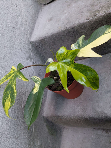 Philodendron Florida Beauty - A