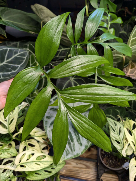 Monstera subpinnata - Top cutting