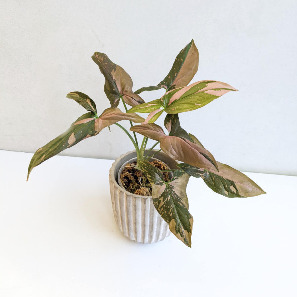 Syngonium Red Spot