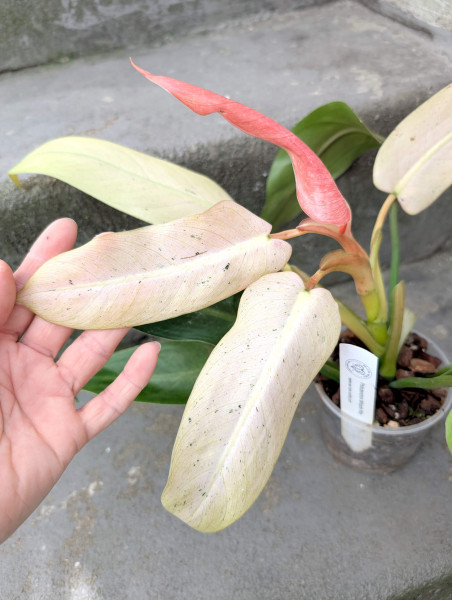 Philodendron Whipple Way - A