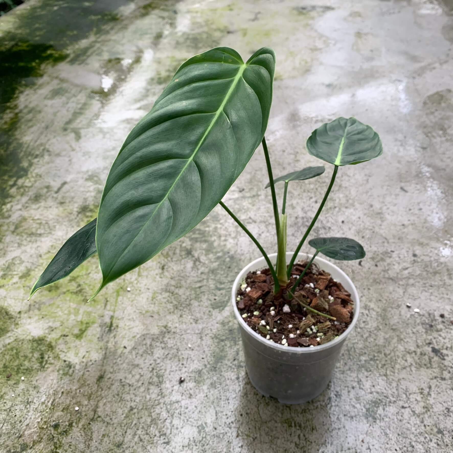 Philodendron esmeraldense narrow | Philodendron | Plants