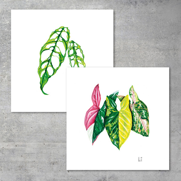 Pack of 2 – 20x20 - 2 Prints of your choice - We love Aroids x JB Botanical Arts