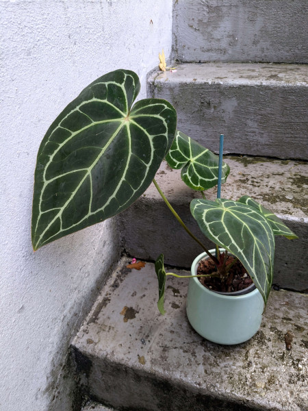 Anthurium red crystallinum x minhasa